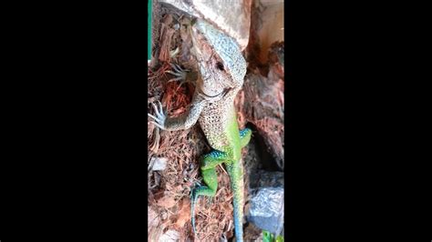 Dragons Den Exotic Pets- Reptiles, Snakes, Amphibians, Lizards, Arachnids
